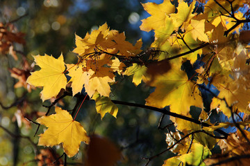 Fototapeta na wymiar Leaves of Norway Maple or Acer platanoides in autumn against sunlight with bokeh background. Autumn colorful leaves with details. Sunny autumn maple