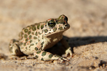 European green toad (Bufo viridis) on the ground close up.