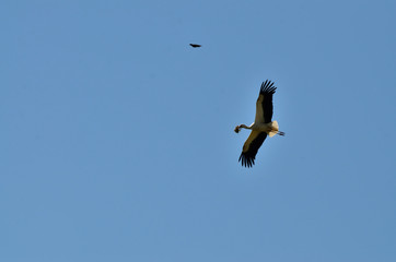Storch mit Futter im Anflug zum Nest, Donauwörth