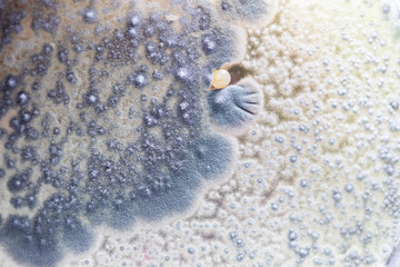 Backgrounds of Characteristics and Different shaped Colony of Bacteria and Mold growing on agar plates from Soil samples for education in Microbiology laboratory.