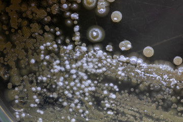 Backgrounds of Characteristics and Different shaped Colony of Bacteria and Mold growing on agar plates from Soil samples for education in Microbiology laboratory.