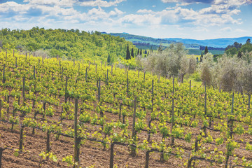 Fototapeta na wymiar Vineyard in Tuscany. Beautiful landscape of Tuscany. Valley with a beautiful cloudy sky on a spring sunny day. Italy, Europe