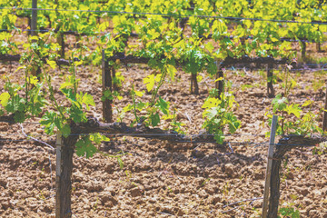 Fototapeta na wymiar A plantation of grapevines. Beautiful Tuscany landscape. Italy, Europe