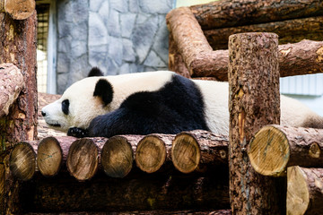 Big bamboo panda sleeps and watches interesting dreams at the Moscow Zoo