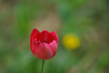 red tulips in the garden