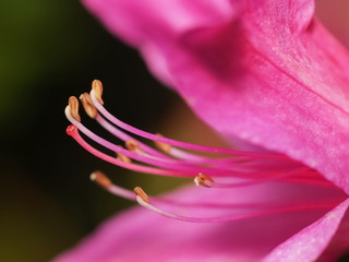 Close up pollen of pink Azalea flower on black background.