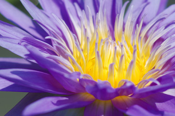 Purple lotus, bright color, natural beauty