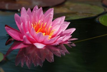 Bright pink lotus pictures Natural beauty