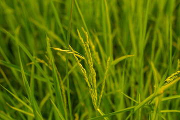 Rice field nature food background  