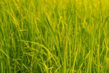 Rice field nature food background  