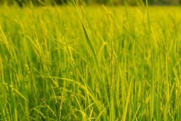 Rice field nature food background  