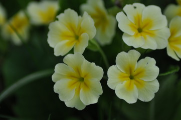 Naklejka na ściany i meble white-yellow flowers