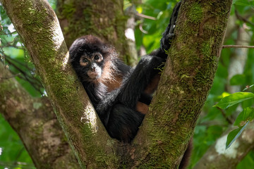 Monkey in Tree in Costa Rica