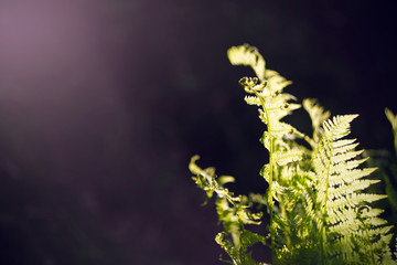 Fresh young green curving leaves of a fern lit by the sun's rays, rising in the midst of darkness