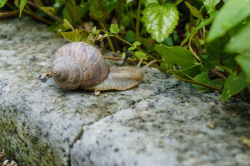 snail on a green leaf