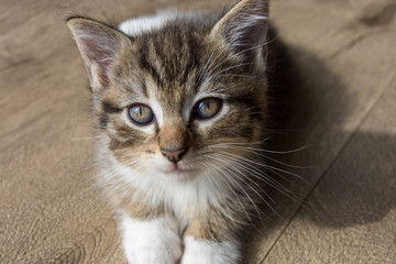 chaton