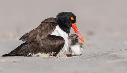 Baby chick with American Oystercatcher
