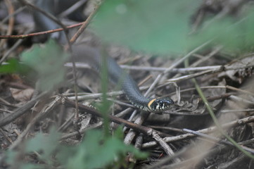 Obraz premium adder on a branch