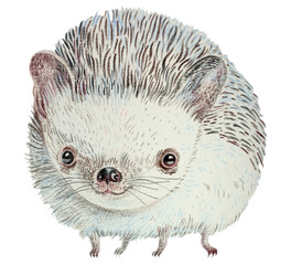 hedgehog on white background