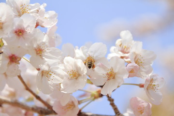 さくらの里の桜