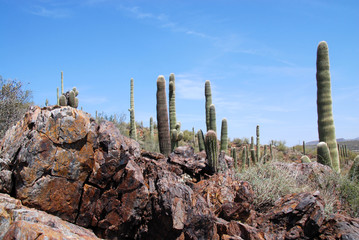 saguaro cactus in the sonora desert in southern Arizona