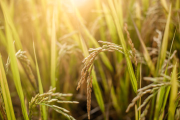 Thai Jasmine rice Meadow cornfield or Green Terraced Rice Field in Asia Thailand . Freedom...