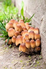 Young fruit bodies of Glistening Inkcap Mushroom (Coprinellus micaceus) closeup