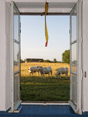 Vaches à la fenêtre