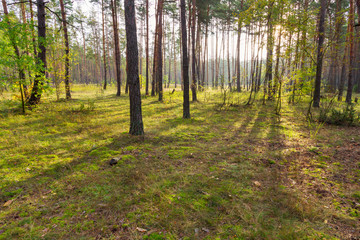 sunlight in a pine forest