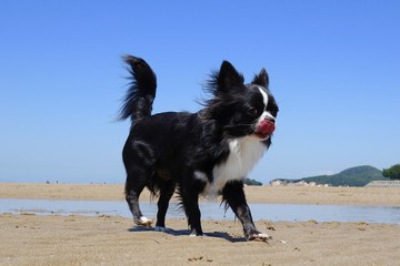 It is a photograph that I take a walk on the beach of Chihuahua