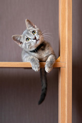 Funny gray kitten sitting on top of furniture. The kitten is looking at the camera. Shallow depth of field
