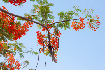 Orange Flam-boyant, The Flame Tree,  Royal Poinciana, Barbados Pride, Dwarf poinciana, Flower fence, Paradise Flower, Peacock's crest or Pride bloom and fruit in the garden on blue sky background.
