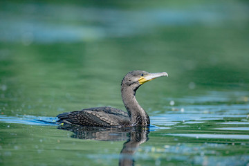 Pygmy cormorant in the water