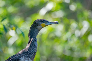Pygmy cormorant closeup