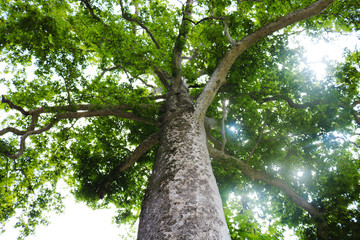  Sycamore (Platanus tree Chinar) tree view from below into the sky. Sycamore tree trunk with branches and green summer leafage. Intresting colorful bark structure. Bottom view. Nature background