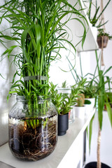 Zypergras im Wohnzimmer