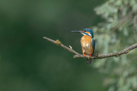 Kingfisher on a branch © Adi