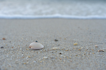 Sea shell on the sand