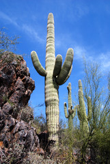 saguaro cactus in the sonora desert in southern Arizona