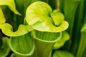 Pitcher Plant, Bright Yellow Green