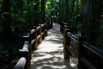 walk way to the jungle