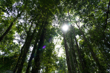Fototapeta premium deep forest and sun beam