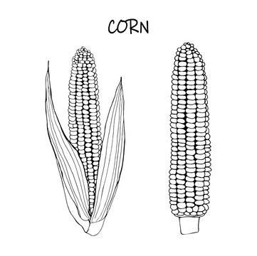 Vector illustration of corn - black outline doodle.