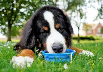 Portrait, close up of Bernese Mountain Dog, drinking water from blue water  bowl. Lying on the...