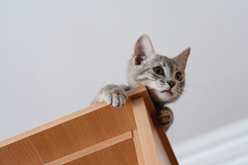 Funny gray kitten sitting on top of furniture. The kitten is looking at the camera. Shallow depth of field