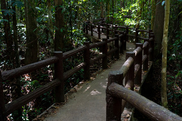 walk way to the jungle
