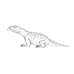Lizard sketch. Hand drawn pencil drawing of a lizard. Sketch style  illustration, isolated on white background.
