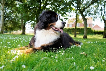 Large and fluffy Bernese Mountain dog lying on the grass in the dog friendly park, looking away from the camera. 