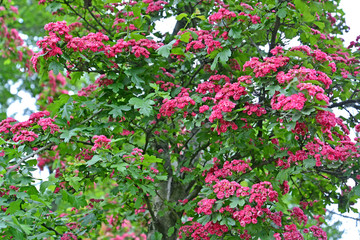 The blossoming hawthorn blood-red (Crataegus sanguinea Pall.)