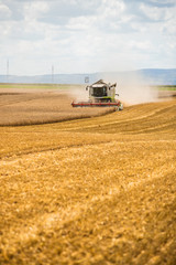 Obraz premium Combine harvester in action on wheat field. Harvesting is the process of gathering a ripe crop from the fields.